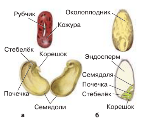 Задание рисунок 1