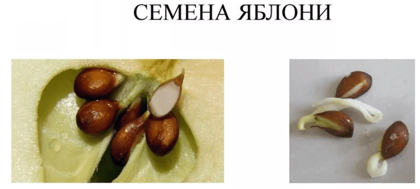 Решение рисунок 1