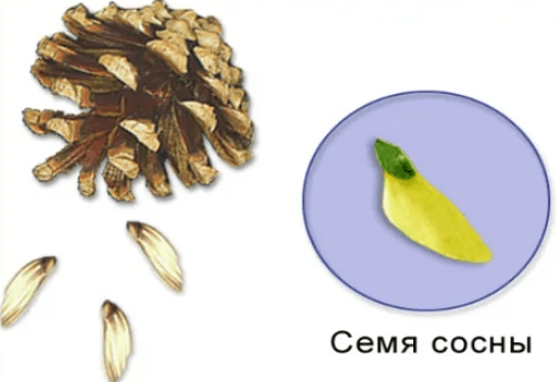 Решение рисунок 2